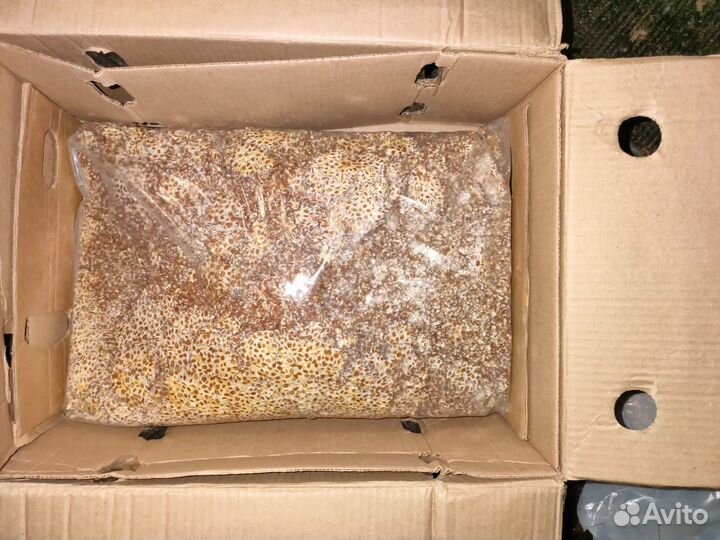 Мицелий Вешенки зерновой