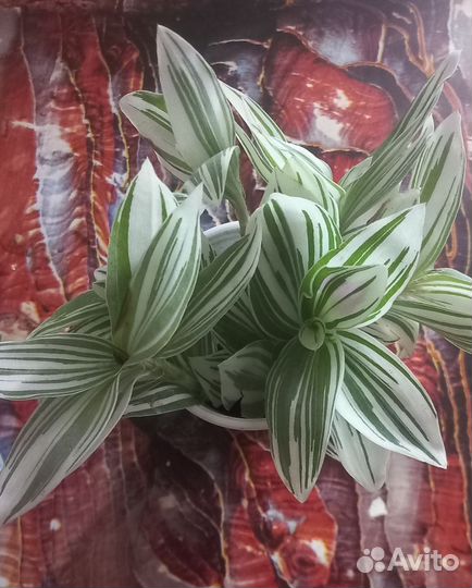 Традесканция.Кислица