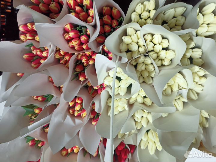 Луковицы тюльпанов после выгонки