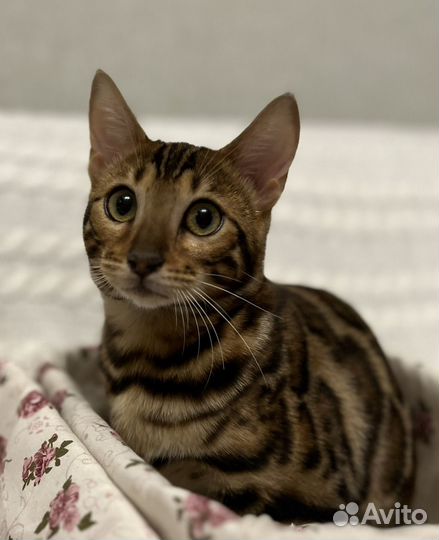 Бенгальские котята