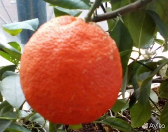 Лайм Санта Барбара