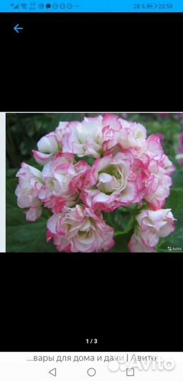 Продам черенки сортовых пеларгоний