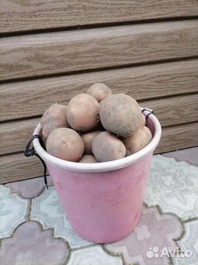 Картофель крупный