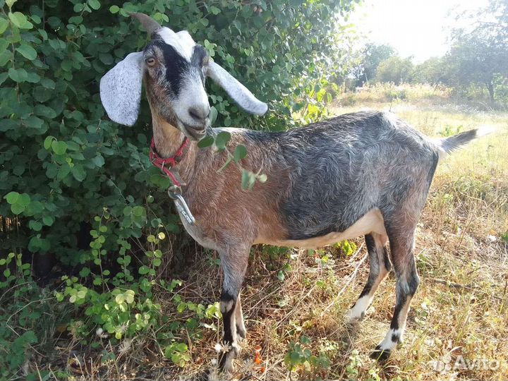 Нубийские козы