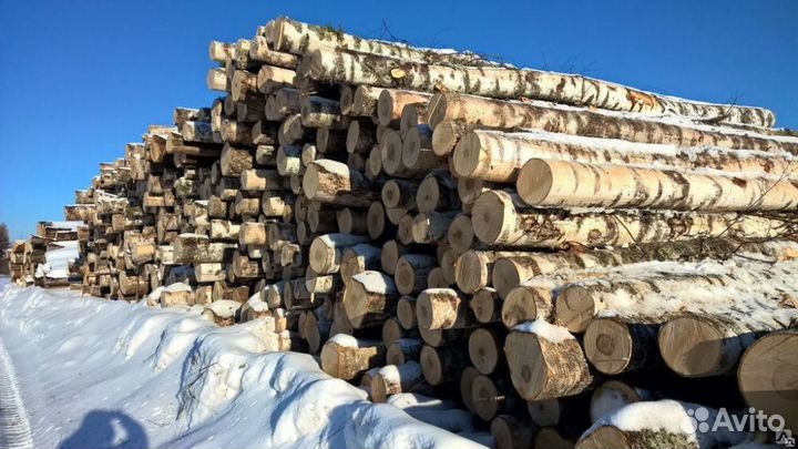 Лес кругляк береза