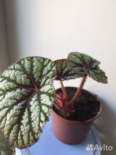 Бегония макулата и федор,чёрная мамба