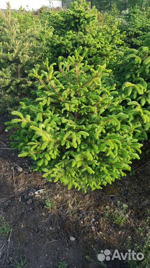 Саженцы хвойных растений