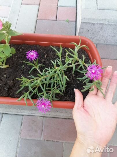 Пеларгония герань, фикусы