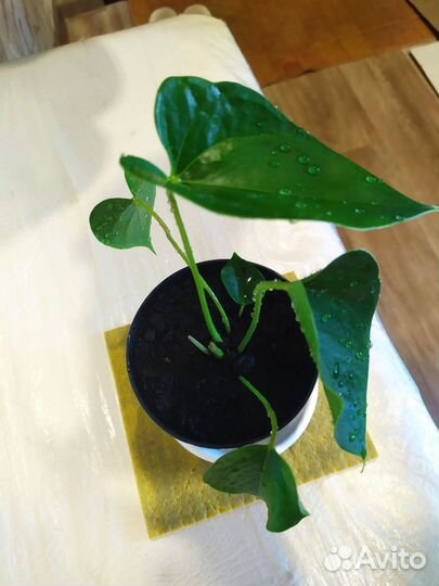 Антуриум (мужское счастье) -цветут круглый год