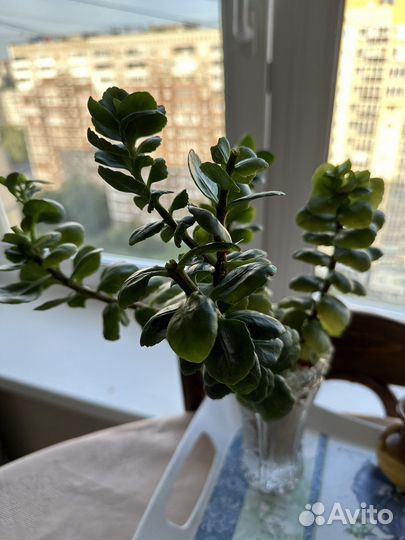 Комнатные цветы каланхоэ