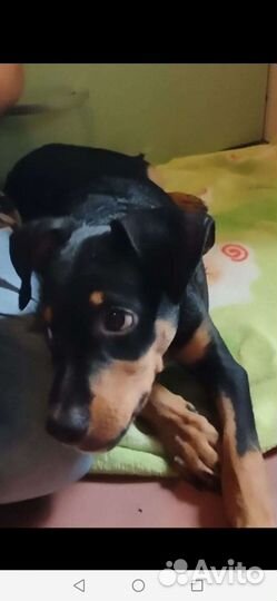 Щенки русский той-терьер