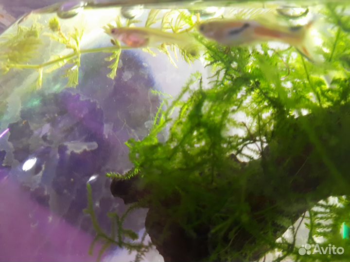 Мох для аквариума Пламя