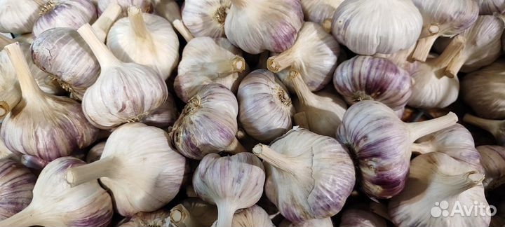 Чеснок озимый Стрелец