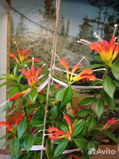 Комнатный цветок 