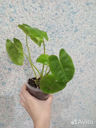 Филодендрон бурле макс вар, Black Cardinal