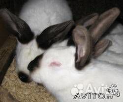 Кролики мясных пород