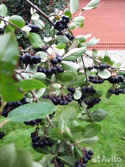 Черноплодная рябина ягоды