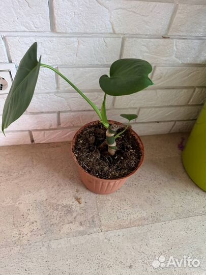 Цветы комнатные, сциндапсус, роули, монстера