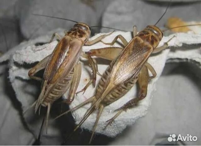 Сверчки домовые замороженные / Корм для стрижей