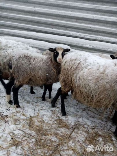 Бараны, ягнята Романовской породы