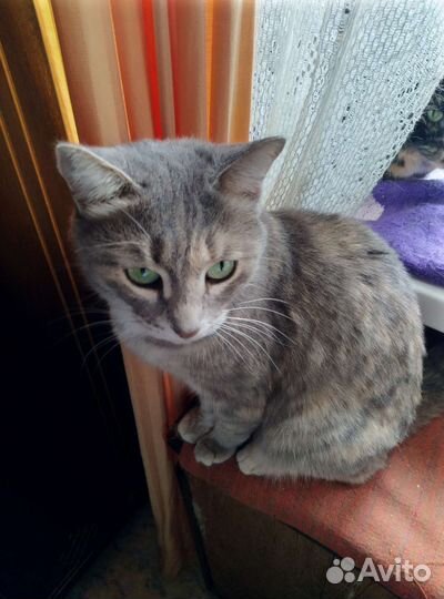 Кошка карамелька