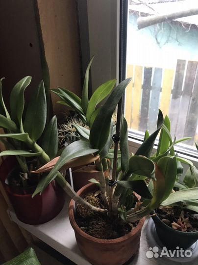 Орхидея дендробиум фаленопсис