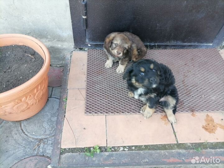 Собаки щенки