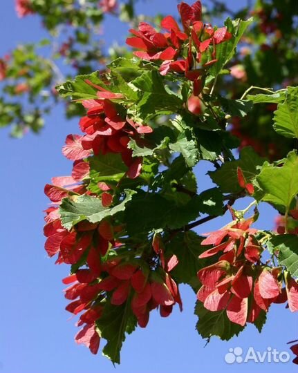 Клен татарский 4-5м