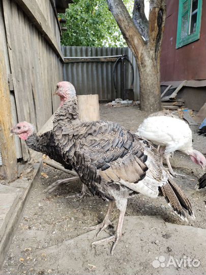 Индюки домашние