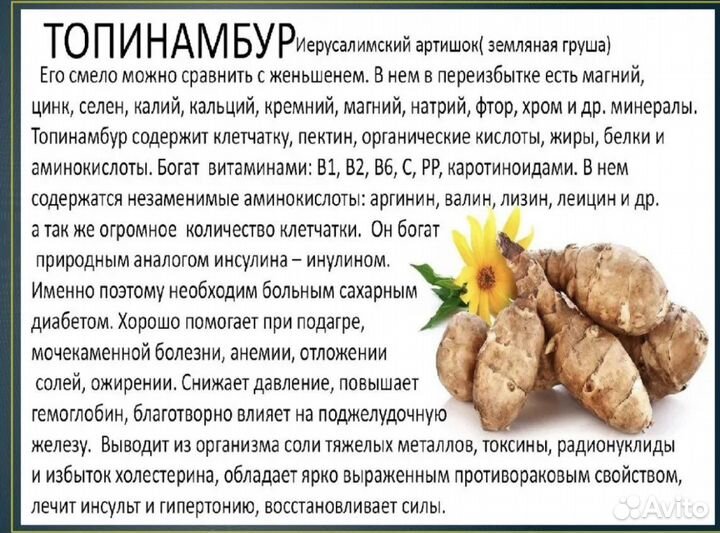 Топинамбур клубни