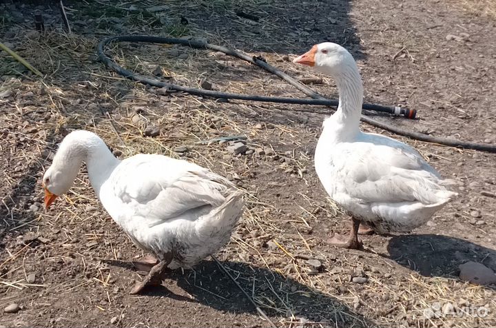 Продаю гусей