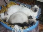Балинезийские котята