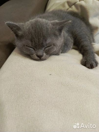 Британские котята