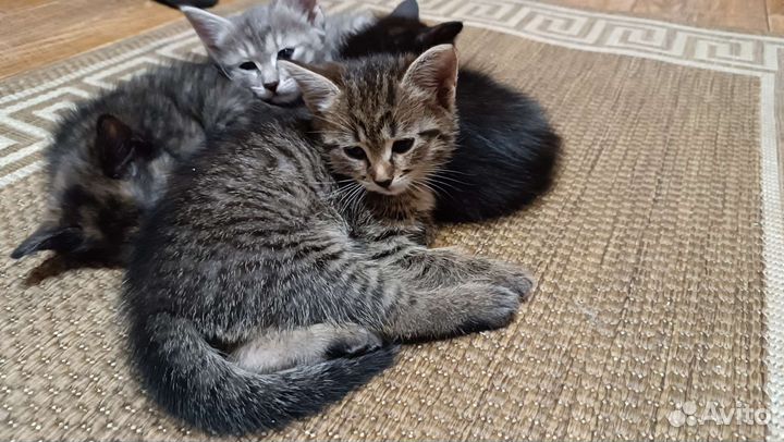 Котеночек