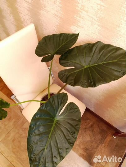 Алоказия Регал Шилдс