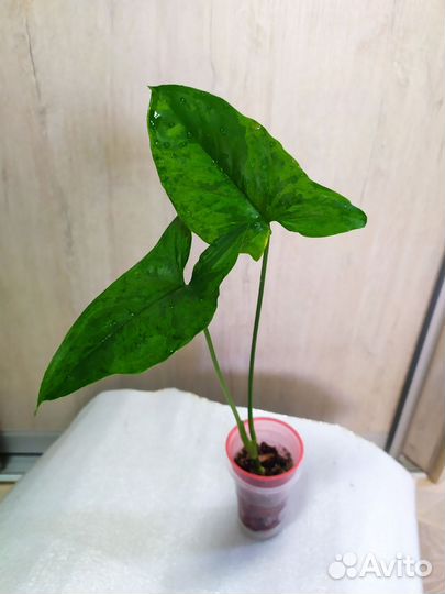 Сингониумы