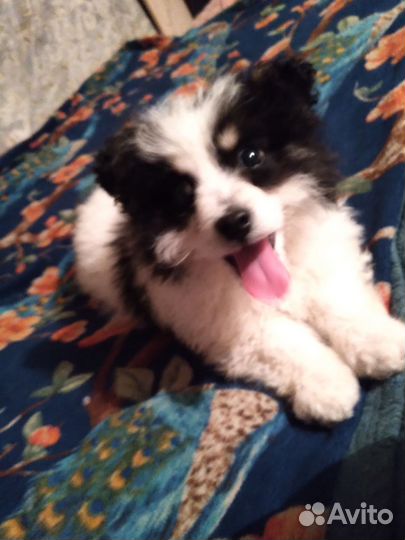 Собака в добрые руки щенок