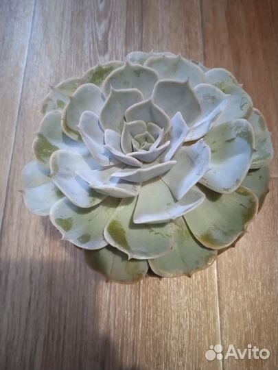 Суккуленты