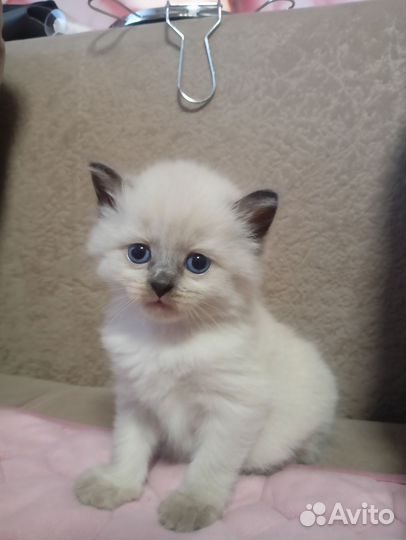Невские котята