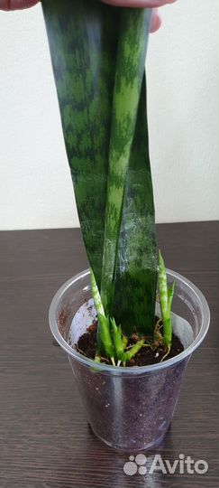 Сансевьерия укорененный отводок