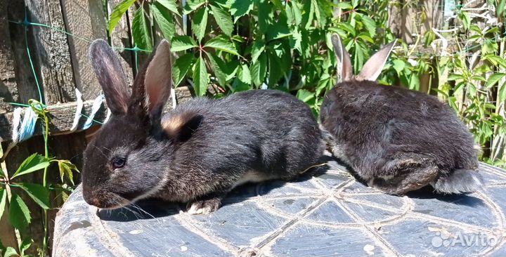 Кролики породы рекс