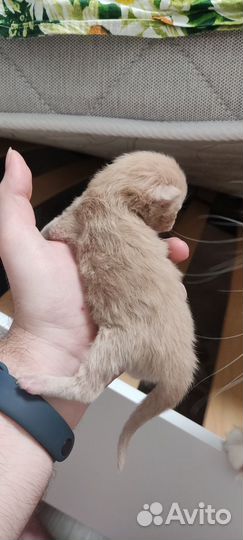 Котята мейн-кун