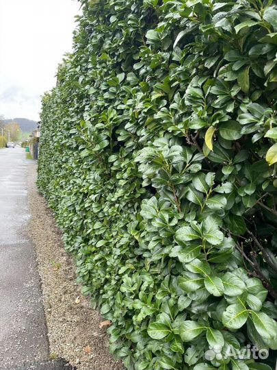 Вечнозелёная лавровишня