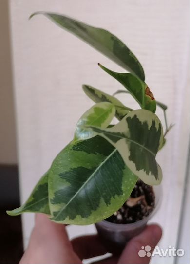Фикус бенджамина голден кинг