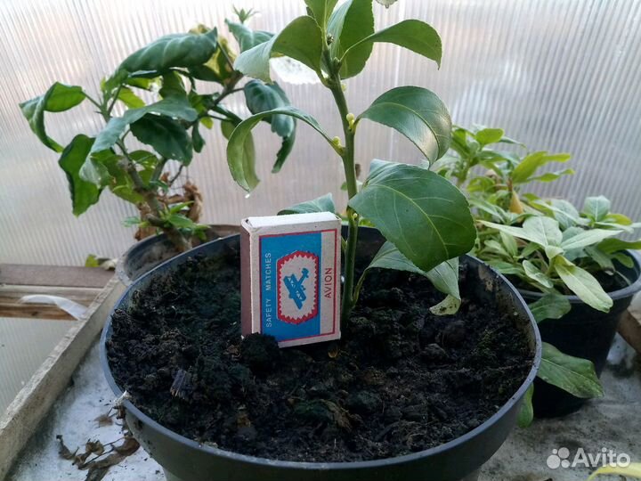 Цитрусовые