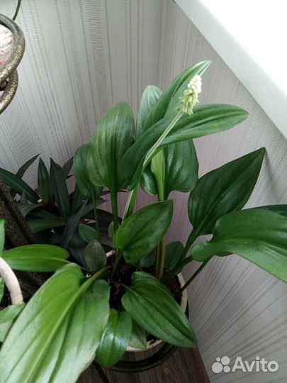 Дримиопсис,Хлорофитум,Диффенбахия,Спатифиллум