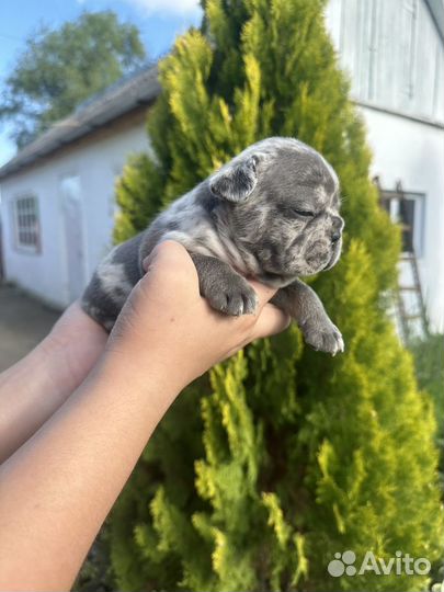 Французский бульдог