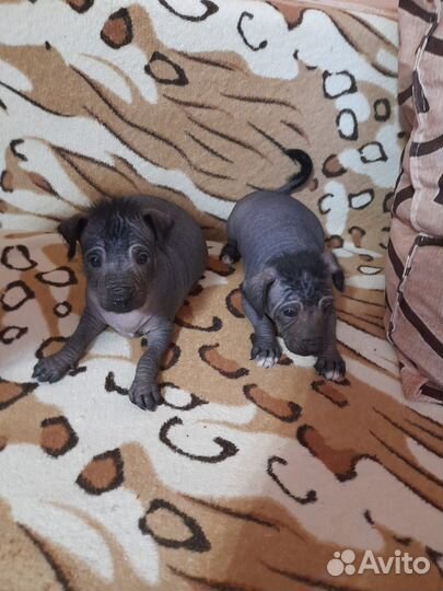 Щенки Китайской хохлатой