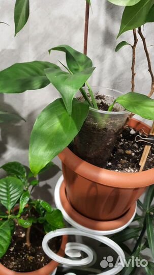 Спатифиллум