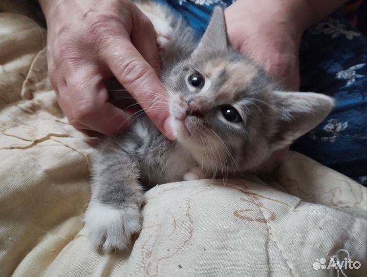 Домашние животные котята